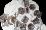 Plate of Xiphactinus (Cretaceous Fish) Vertebra & Ribs #62788-2